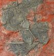 Silurian Fossil Crinoid (Scyphocrinites) Plate - Morocco #134253-1